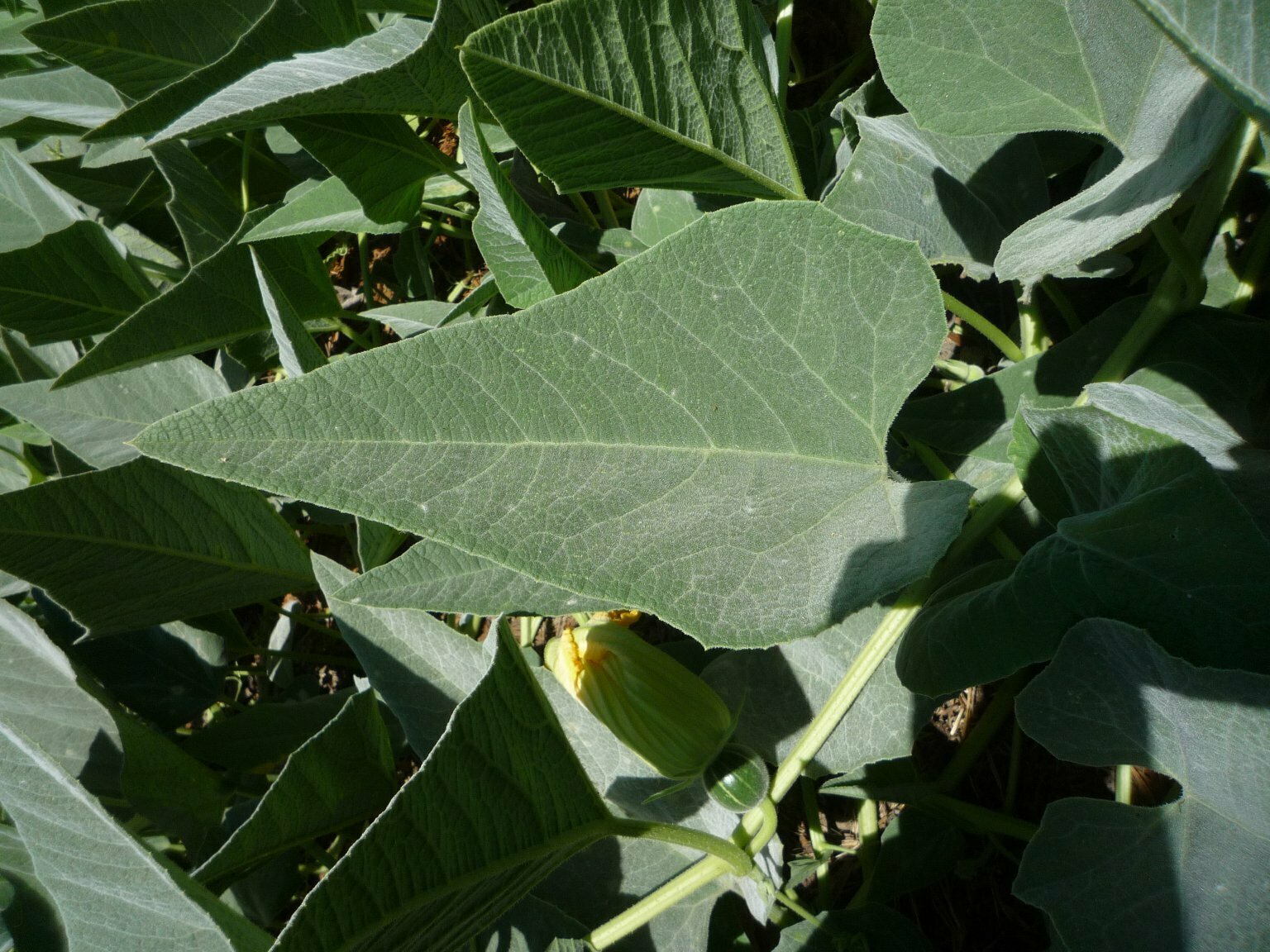 High Resolution Cucurbita foetidissima Leaf